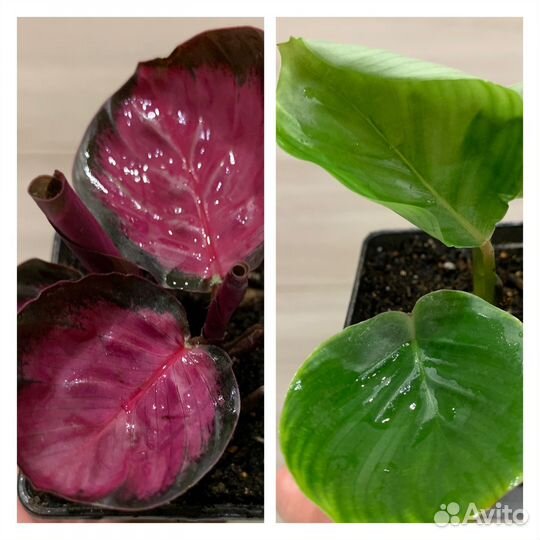 Калатея розеопикта роси, орбифолия