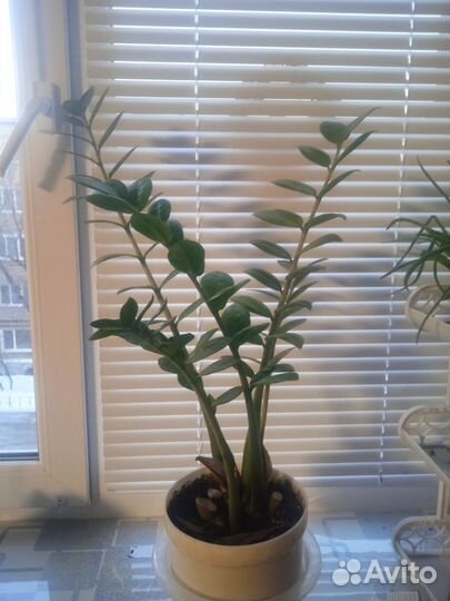 Замиокулькас