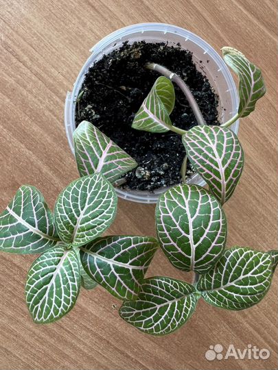 Комнатные растения