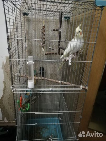 Попугай корелла с клеткой
