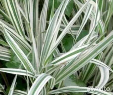 Фалярис, пересылаю