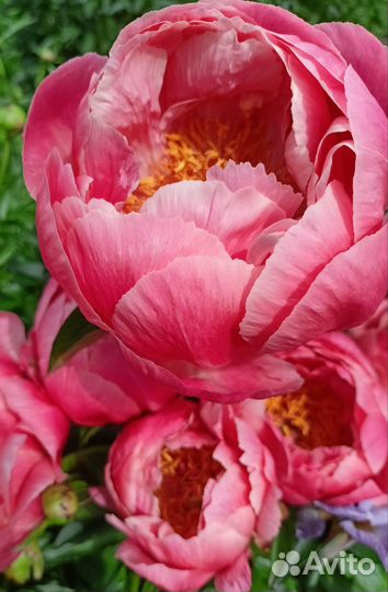 Пионы саженцы