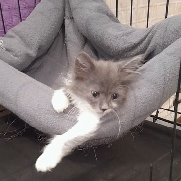 Американский длинношёрстный котёнок