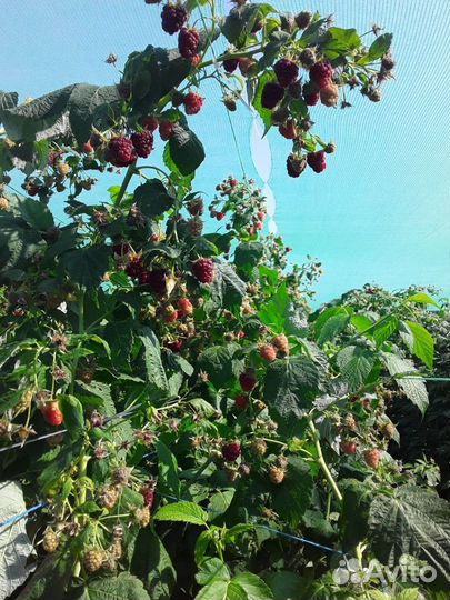 Саженцы Малины.Ежевики.Клубники