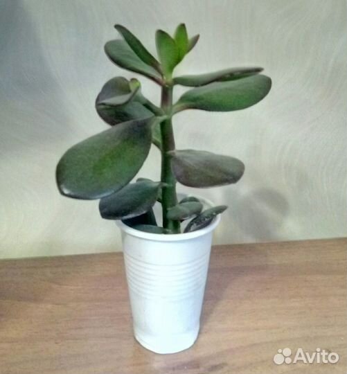 Продам цветы комнатные