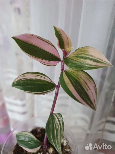 Традесканция разные сорта