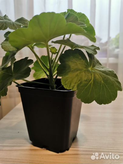 Розебудная красная пеларгония (герань)