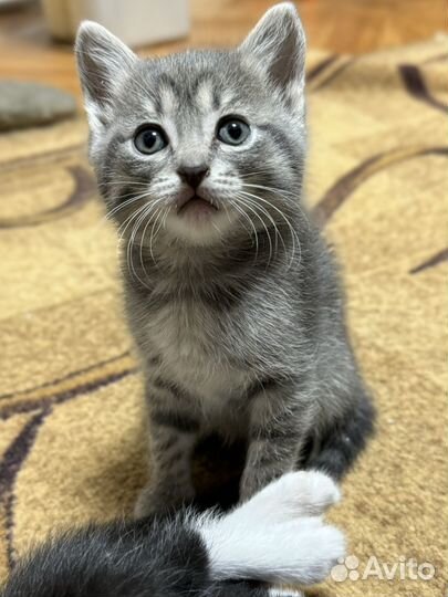 Отдам котят в добрые руки