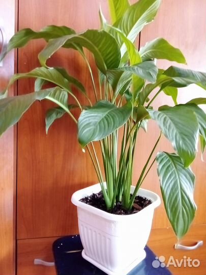 Спатифиллум