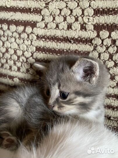 Три котенка