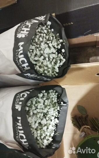 Гипсофила оптом