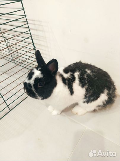 Декоративные кролики