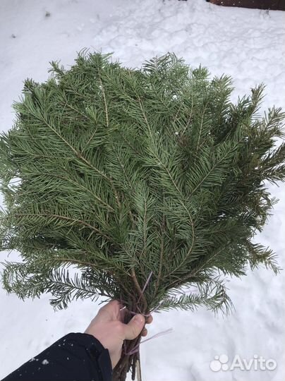 Пихтовые веники пихта