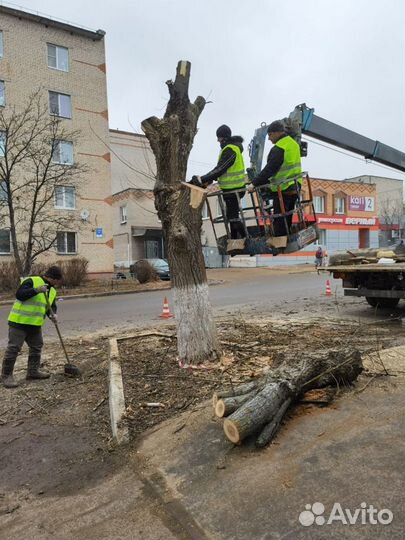 Спил деревьев