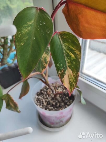 Филодендрон Ред эмеральд вариегатный