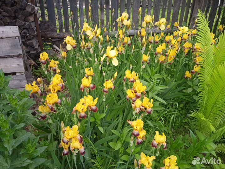 Ирисы бородатые