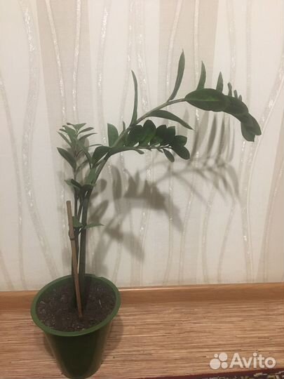 Замиокулькас- комнатное растение