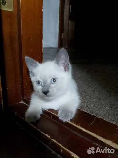 Отдадим котёнка в добрые руки