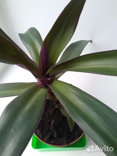 Комнатные цветы