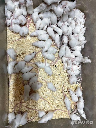 Мыши на корм