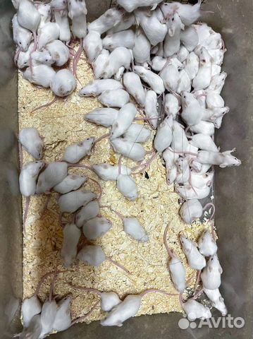 Мыши на корм