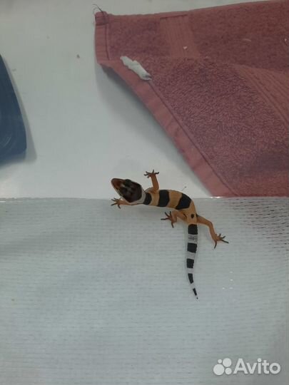 Геккон эублефар