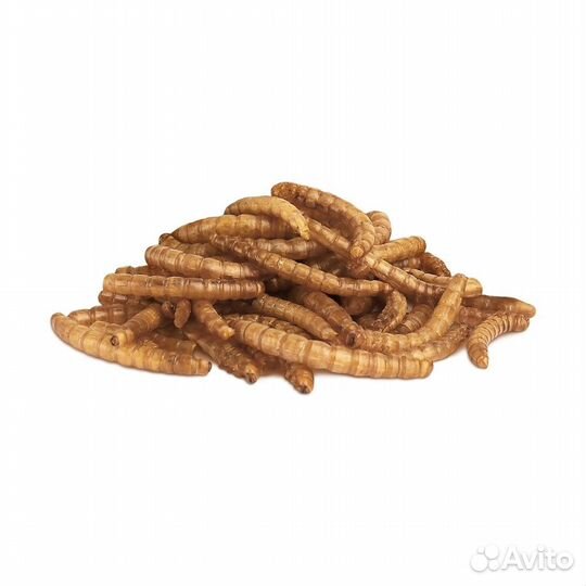 Little One мучной червь, лакомство для всеядных гр