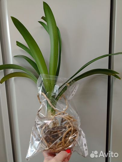 Цветок кливия