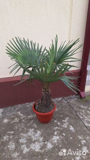 Пальма веерная