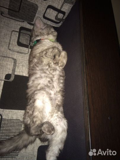 Отдам шотландского кота
