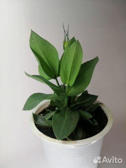 Лизиантус - Эустома Рассада