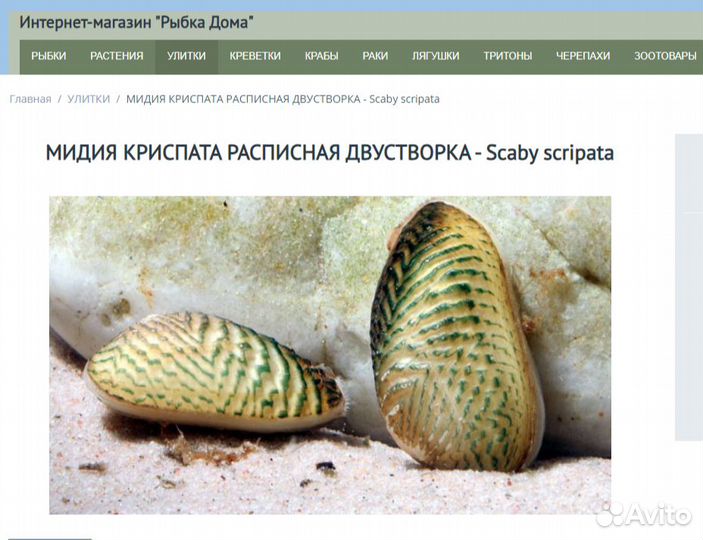 Мидия криспата расписная двустворка - Scaby crispa