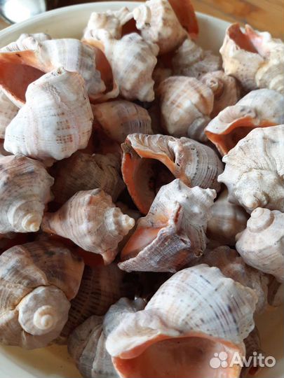 Ракушка рапана