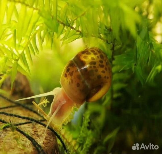 Улитки мелании, катушки пятнистые