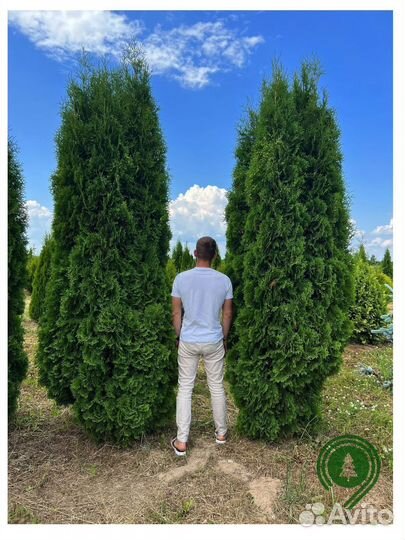 Туя колумна напрямую из питомника
