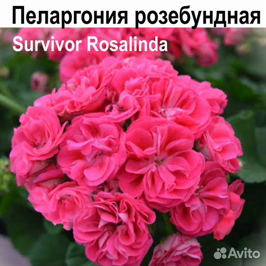 Пеларгония герань