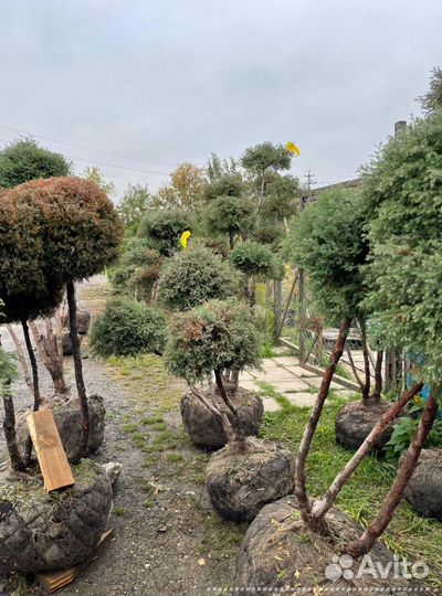 Можжевельник формированный