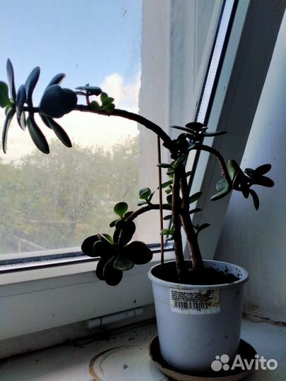 Комнатные растения