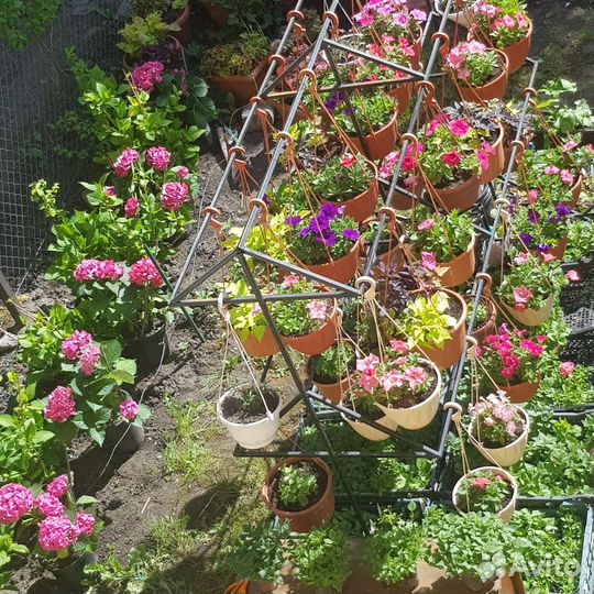 Петуния рассада