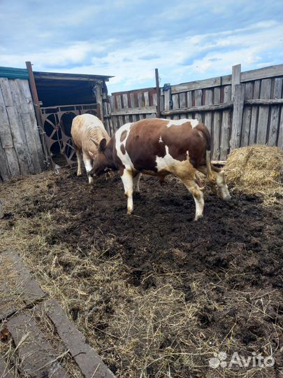 Быки на мясо