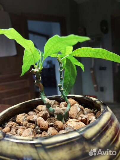 Бонсай манго