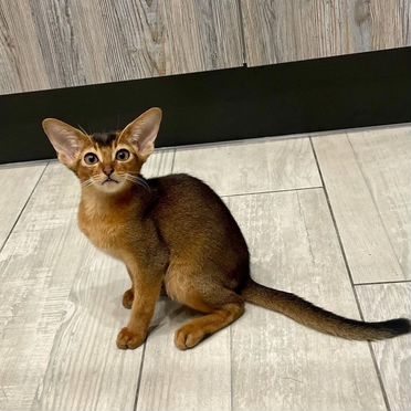 Абиссинский котёнок