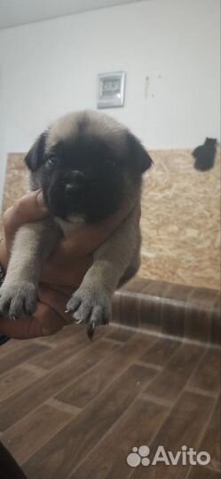 Собаки щенки бесплатно
