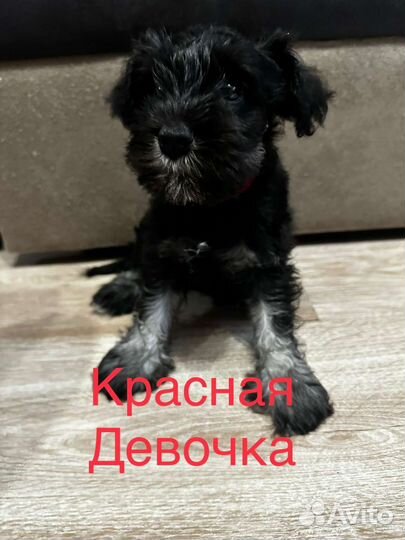 Цвергшнауцер
