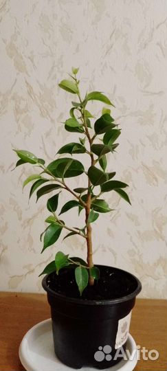 Фикус бенджамина мелколистный
