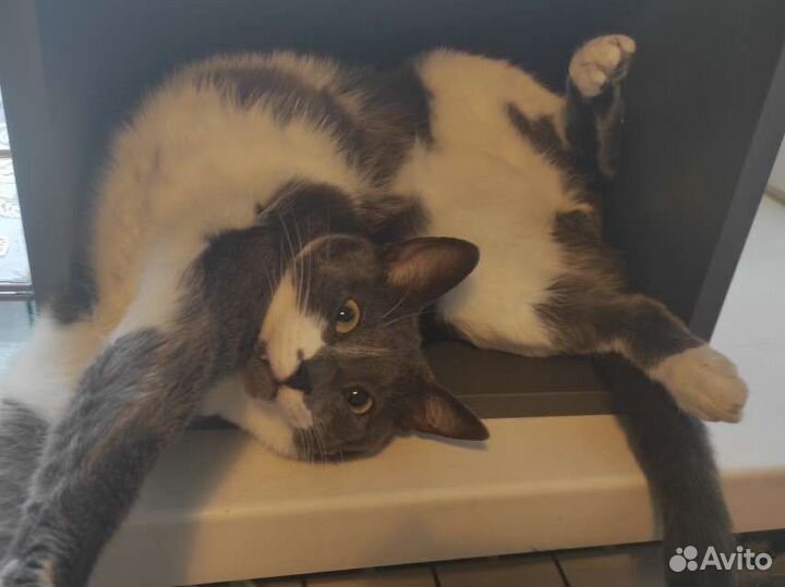 Кот для гармонии в доме