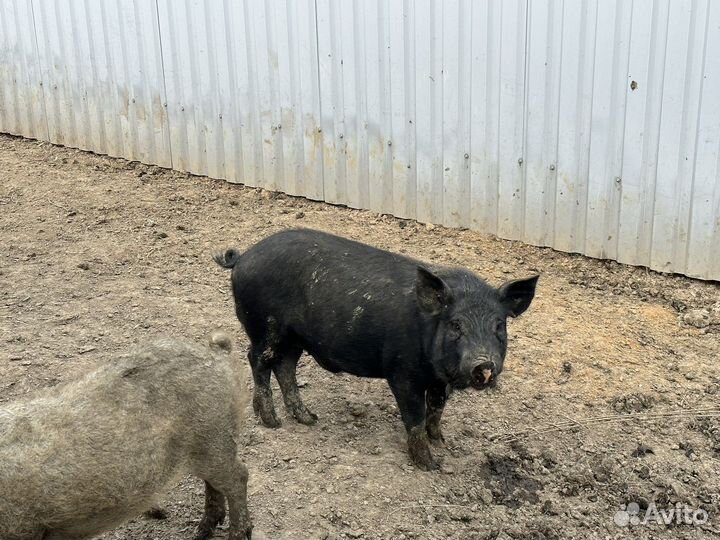 Продам хряка
