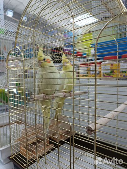 Попугай корелла