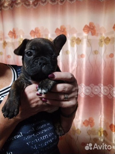 Щенки французского бульдога