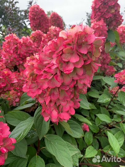 Новинка мировой селекции гортензия Бонфайер